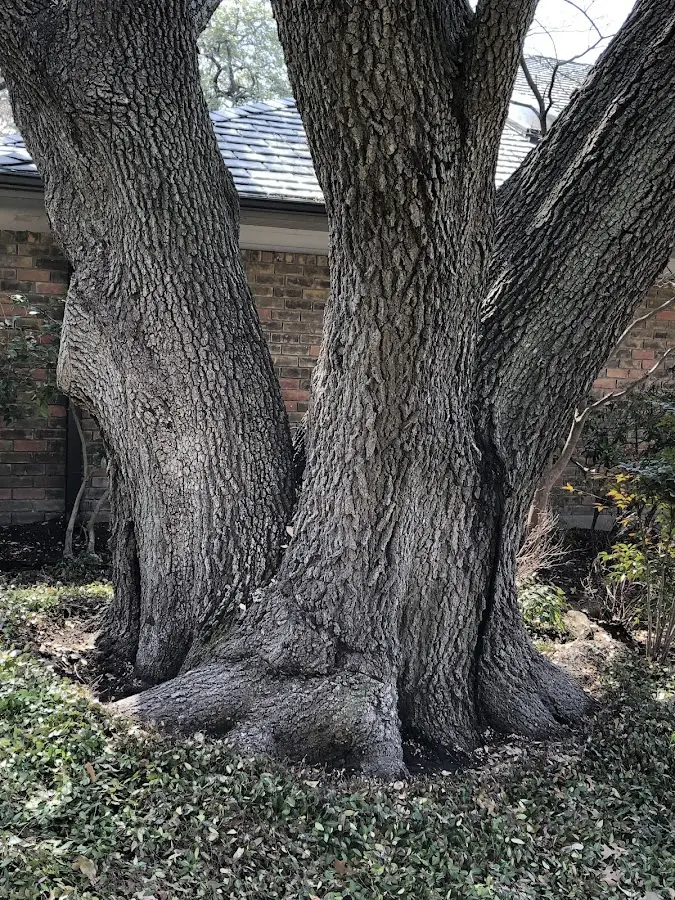 Mature heritage tree close to a Mekoryuk property cared for by certified arborists